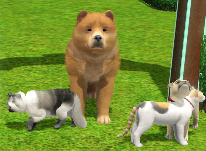 犬と猫 どちらが誘惑に弱いのか 検証前 The Sims 3 ザ シムズ３ 拡張 追加パック ストア品 参考ブログ